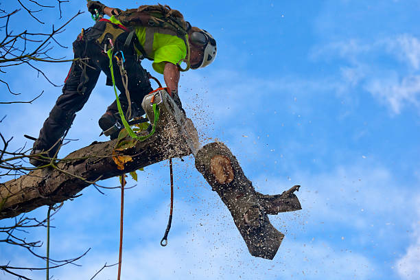 Trusted Westmont, IL Tree Removal Services Experts